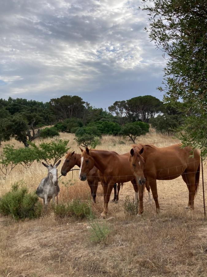 Agriturismo Is Conchisceddas Gonnosfanàdiga المظهر الخارجي الصورة