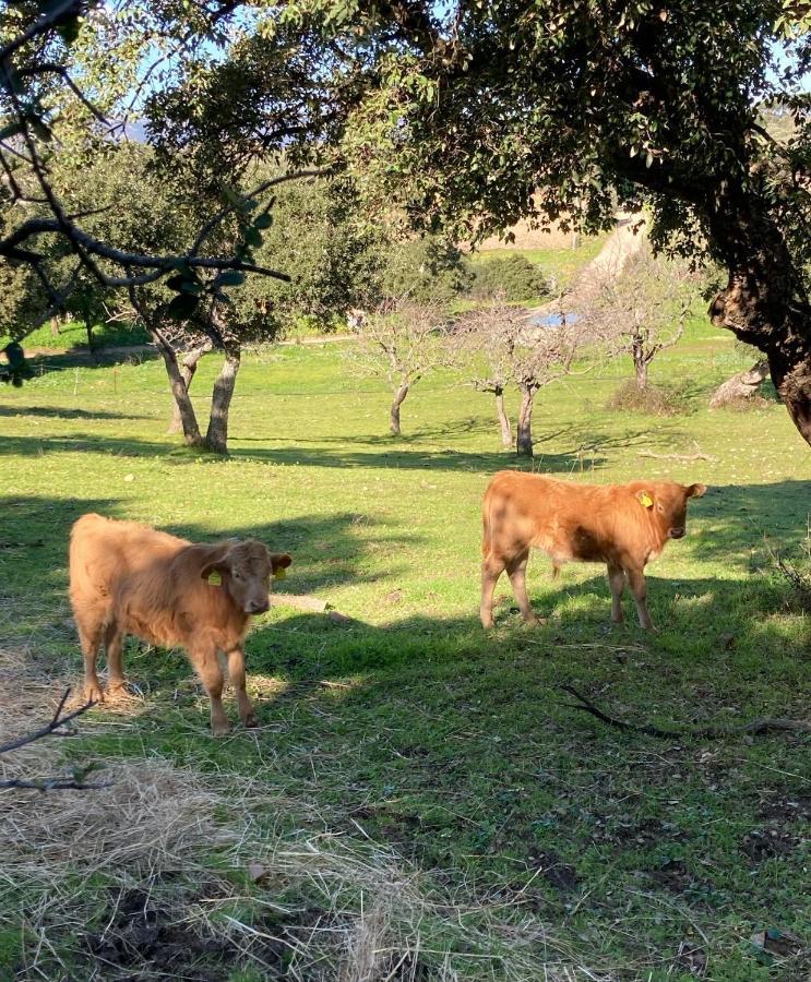 Agriturismo Is Conchisceddas Gonnosfanàdiga المظهر الخارجي الصورة